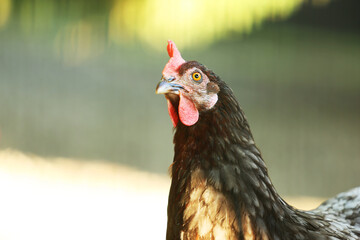 Domestic hen with red comb 
