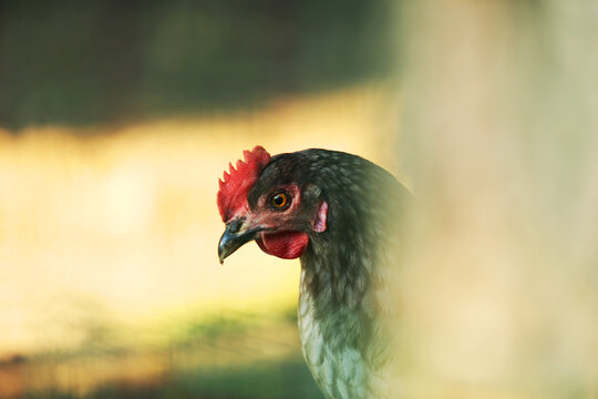 Portrait photo of poultry on a farm