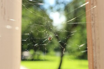 Cobweb and spider on building outdoors, closeup