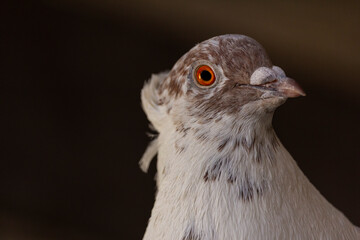 Closeup of a pigeon's portrait with breathtaking look