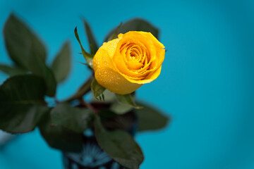 Fresh single yellow rose with blurred background