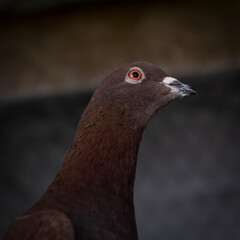 Closeup of a brown pigeon's portrait with breathtaking details
