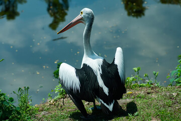 Burung Pelican or Pelecanus conspicillatus bird