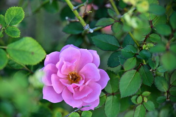 The image showcases a field of these vivid rose flowers in an autumn garden with selective focus, highlighting the intricate details of a single blossoming rose against the blurred backdrop of nature.