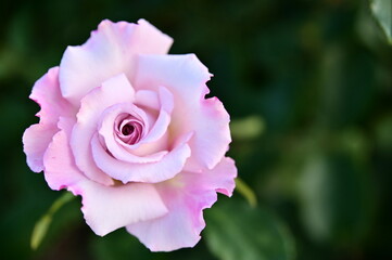The image showcases a field of these vivid rose flowers in an autumn garden with selective focus, highlighting the intricate details of a single blossoming rose against the blurred backdrop of nature.