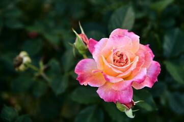 The image showcases a field of these vivid rose flowers in an autumn garden with selective focus, highlighting the intricate details of a single blossoming rose against the blurred backdrop of nature.