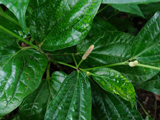 Karuk leaves or Lolot pepper (piper sarmentosum) are plants from the piperaceae family. herbal plants, spice plants. green leaf background