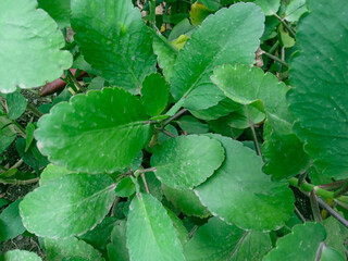 Cocor bebek or Kalanchoe pinnata. live green plants or magic leaves. ornamental plants, herbal plants. green leaf background. nature