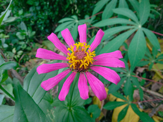 a small purple flower, Zinnia Elegans. Zinnia flowers, ornamental plants last a long time. flower...