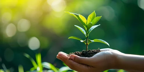 Foto op Aluminium hands holding growing sapling © BackgroundWorld