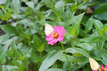 Butterfly on pink zinnia flower in the garden.
