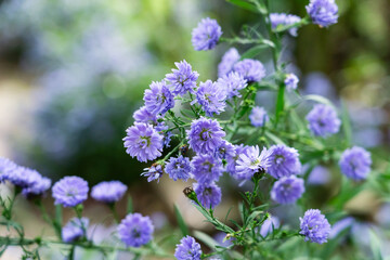 庭に咲くクジャクアスター