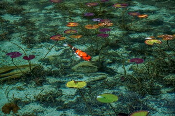 抜群の透明度の池を優雅に泳ぐカラフルな錦鯉