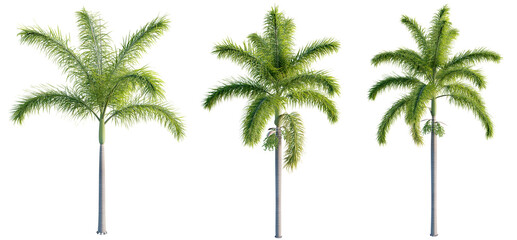 Wodyetia bifurcata 4k png