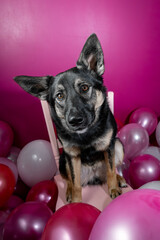 A Australian Shepherd - Cattle Dog mix puppy with a pink Valentines Day background and balloons