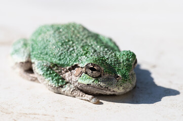 Tree frog sitting in the sun