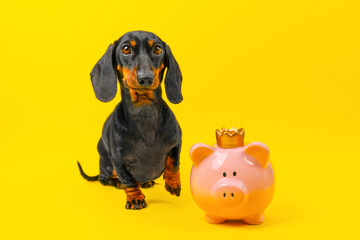 cute dachshund dog sit on a yellow background with its paw raised up, next to a pink piggy bank. My...