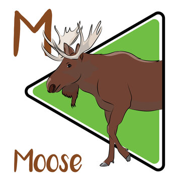 The moose is the tallest and the second-largest, land animal in North America. Adult moose use their antlers or hooves to defend themselves from predators like bears and wolves. Moose mostly diurnal.