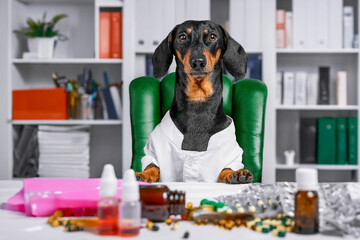 Dachshund dog doctor in white coat consulting table with bunch of scattered pills, tablets,...