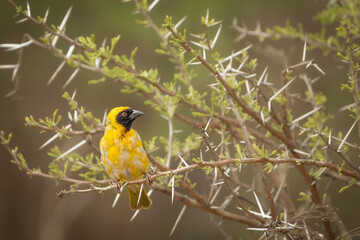 An African Masked Weaver bird sitting and looking around in an acacia tree with massive sharp thorns in Rietvlei nature reserve near Pretoria in South Africa
