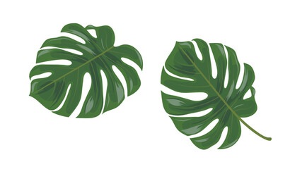 Fototapeta na wymiar Colored vector icon. Monstera leaf macro.