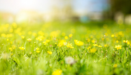 flowet sunny spring meadow. Horizontal close-up with short deep of focus.