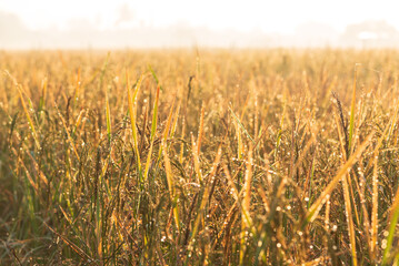 Selective focus rice field and dew on sun rise background in morning time.Water drop on the top of...