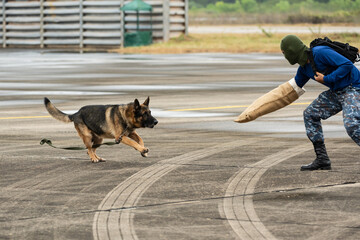 Smart police dog demonstrations to attack the enemy.K9 military dog unit.K-9 training service dogs for police.Soldier with his german shepherd dog.