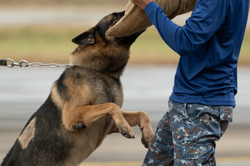 Smart police dog demonstrations to attack the enemy.K9 military dog unit.K-9 training service dogs...