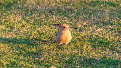 Eurasian hoopoe or Common hoopoe (Upupa epops) bird close-up on natural green grass background