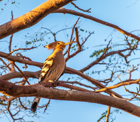 Eurasian Hoopoe, Upupa epops, on a dry tree branch.