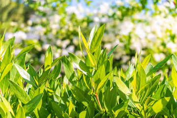 Nature of green leaf in garden at summer. Natural green leaves plants using as spring background cover page environment ecology