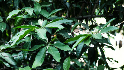  Flowers and leaves against the sun will be more beautiful, all magical from the rays of sunlight spreading across the forest