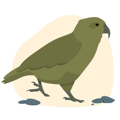 Kea Alpine Parrot Native Aotearoa New Zealand Bird Flat Graphic Vector Illustration on Isolated Background
