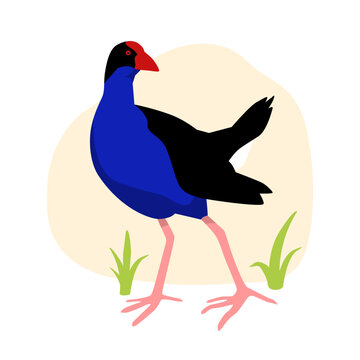 Pukeko Native Aotearoa New Zealand Bird Flat Graphic Vector Illustration on Isolated Background
