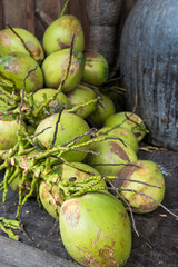 Sapling coconut products are ready for planting in the coconut farm of Thailand. Coconut is the fruit of a tropical palm plant.