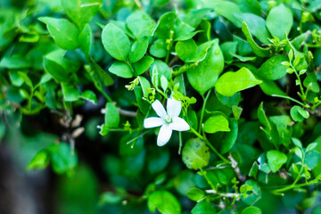 Wrightia religiosa is White flowers, growing in cymes at the tips of the branches, The flower...