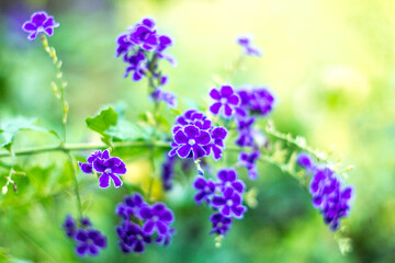  Purple small flowers on blurred background, Selective focus,Blue Flowers of Sapphire Showers (Duranta erecta L) bloom flower on blurred nature background,Close-up of purple flowering plant,