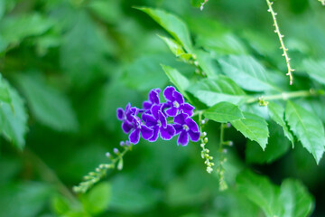  Purple small flowers on blurred background, Selective focus,Blue Flowers of Sapphire Showers (Duranta erecta L) bloom flower on blurred nature background,Close-up of purple flowering plant,