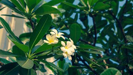 ,Close-up of flowers blooming,Close-up of plumeria on white pebbles,Close-up of white plumeria...