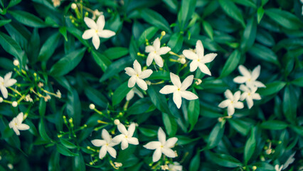 Wrightia religiosa is White flowers, growing in cymes at the tips of the branches, The flower...