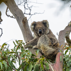 Koala (Phascolarctos cinereus)
