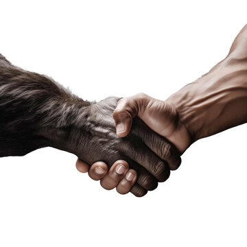 Handshake between human and gorilla hand, friendship concept isolated on transparent background