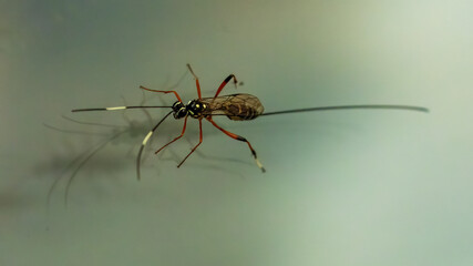Ichneumon wasp ( Stenarella victoriae)