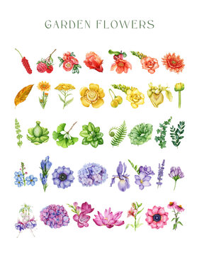 Rainbow flowers set. Watercolor illustration painted collection. Hand drawn different painted garden flowers, herbs, greens in rainbow colors. Floral vintage style element set. White background
