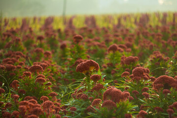 Close-up of flowers blooming outdoors.Purple pink flower of Celosia, also known as cockscomb or woolflowers, bloom in Africa, Mexico and even China as a perennial in gardens in summer