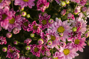 Gerbera and chrysanthemum in bouquet,Close-up of red gerbera daisy blooming outdoors,Full frame shot of gerbera,Close-up view of gerbera flowers