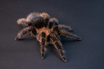 A large tarantula sits on a rock in a desert environment. The tarantula is brown and black, with long, hairy legs. The rock is large and smooth, with a few small plants growing around it. The sun is s