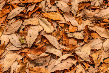 Leaf fall in Autumn. leaf background.Seamless loopable background from autumn leaves.