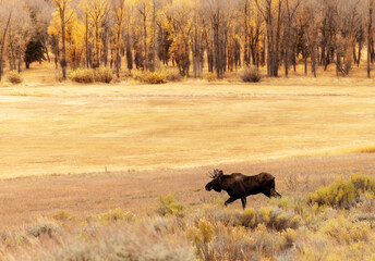 Bull Moose trotting moving fall autumn field